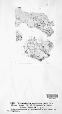 Xalocoa ocellata image